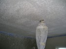 popcorn ceiling removal 7